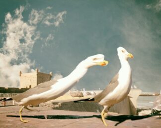 ESSAOUIRABR_33